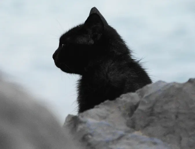 Side of a black cats face next to a rock.